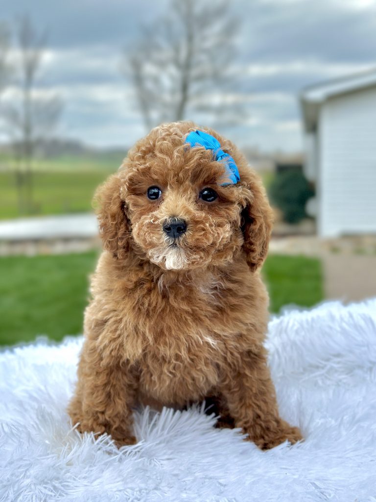 Girl Mable – Maltipoo