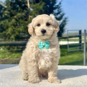Boy Mickey - Maltipoo