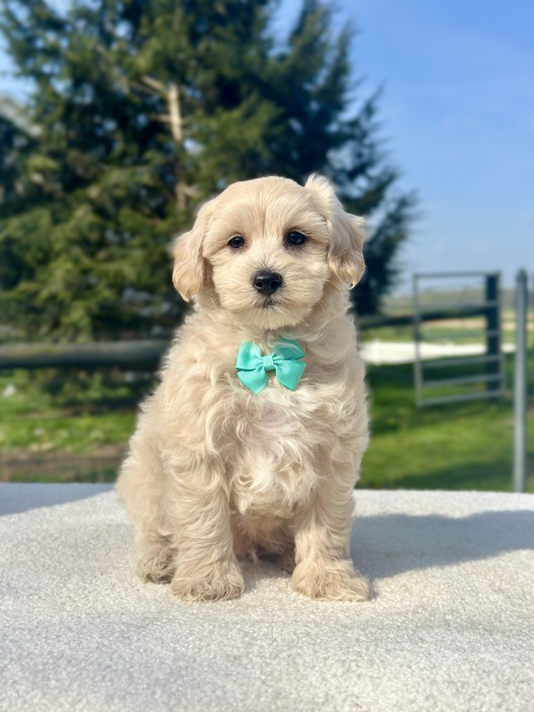 Boy Mickey – Maltipoo