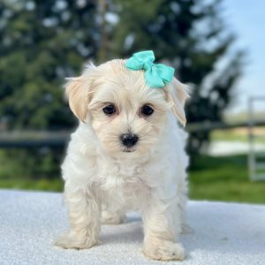 Girl Minnie - Maltipoo