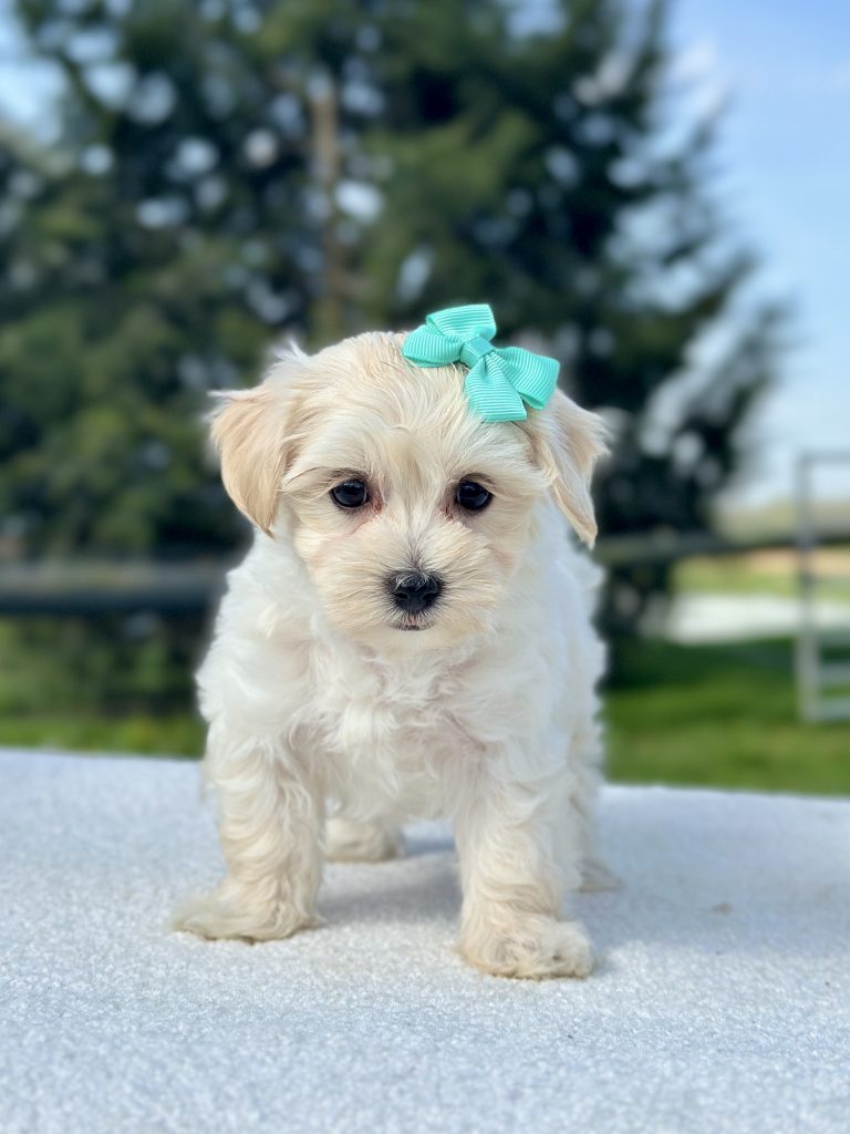 Girl Minnie – Maltipoo