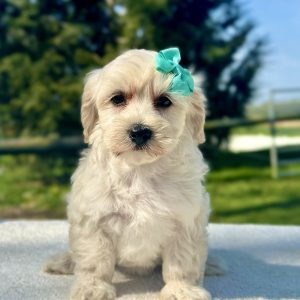 Daisy — Maltipoo puppy available from Boundless Horizon Puppies