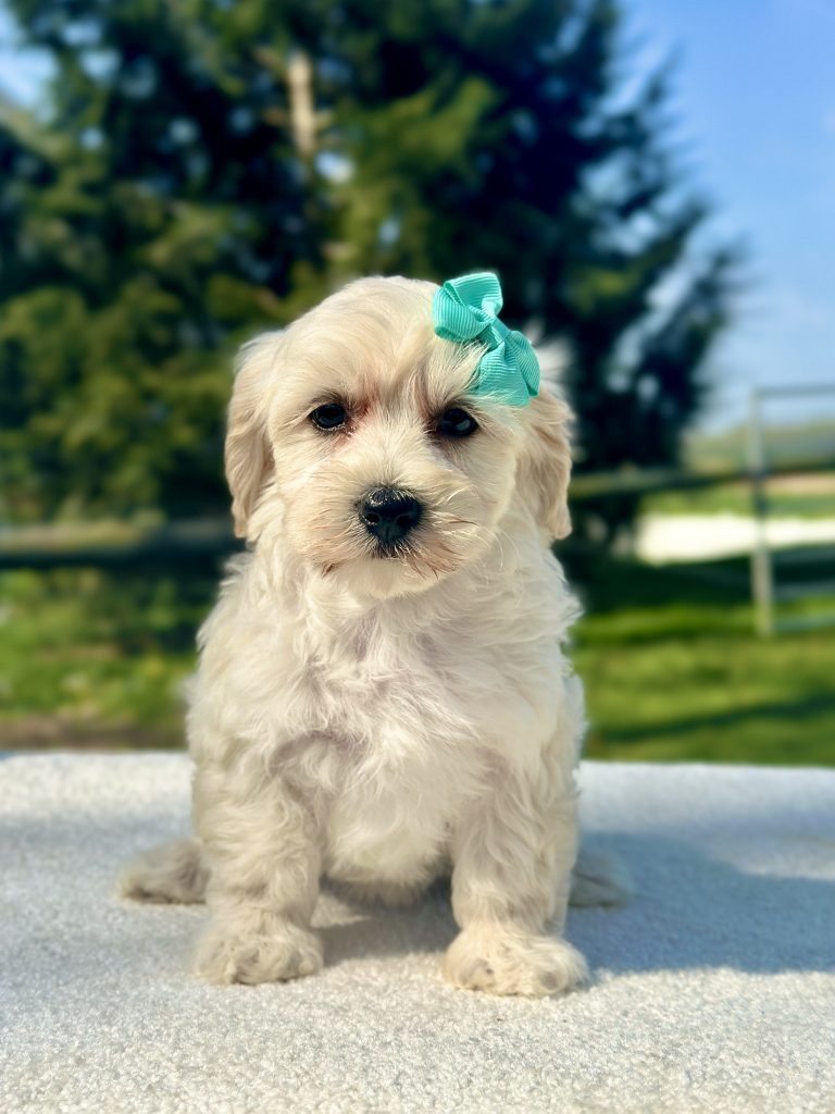 Girl Daisy – Maltipoo