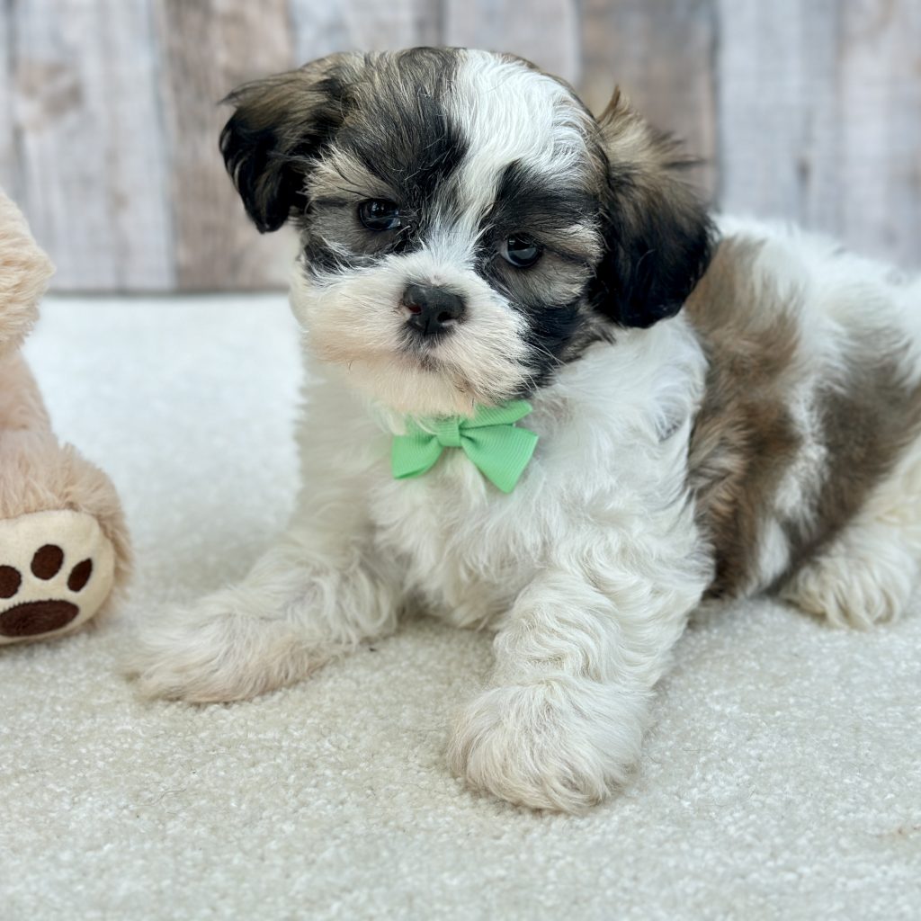 Boy Charlie – Teddy Bear