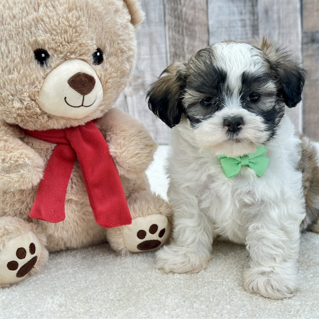 Girl Luna – Teddy Bear