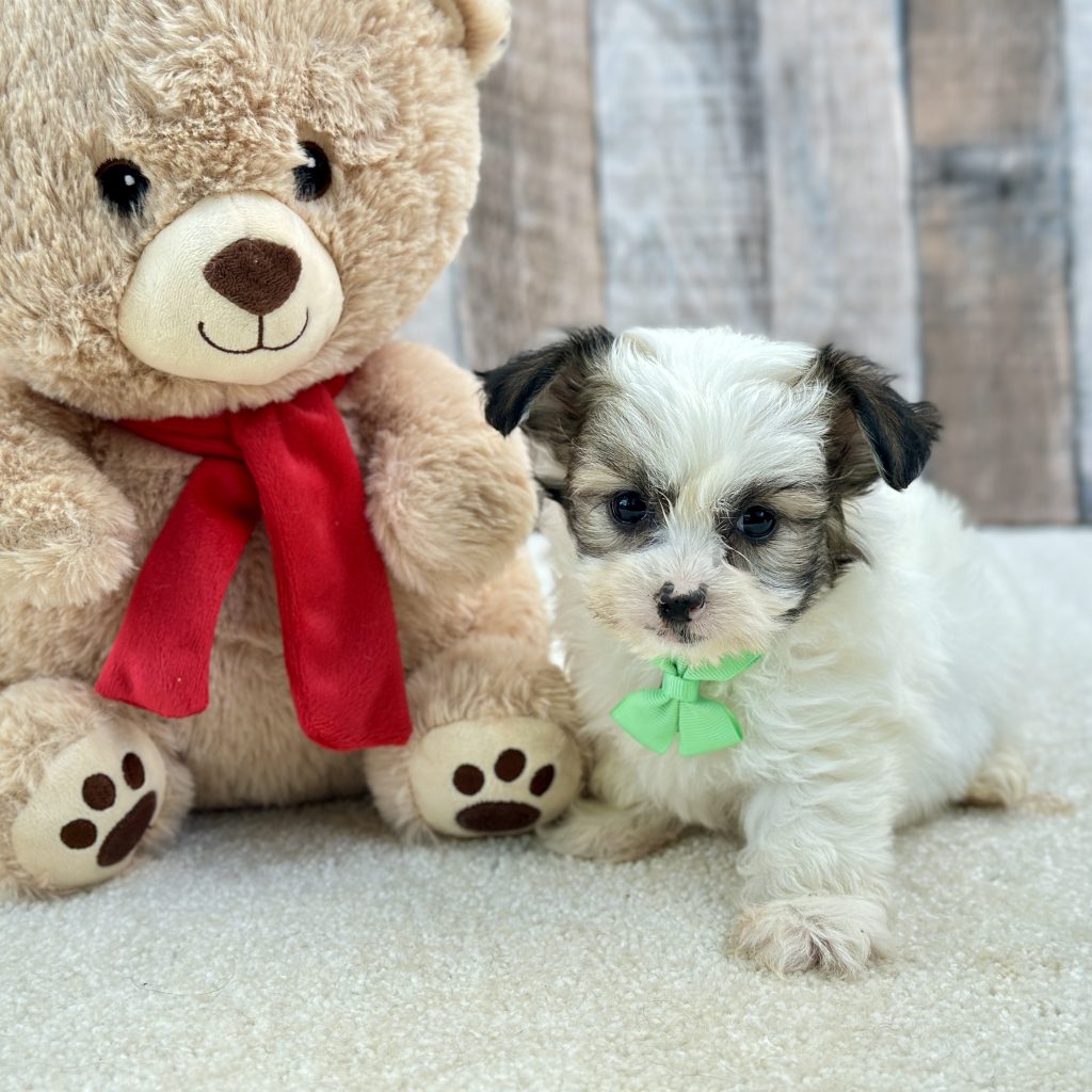 Boy Max – Teddy Bear