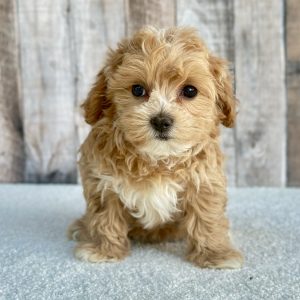 girl bella maltipoo 1