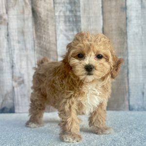 Girl Lucy - Maltipoo