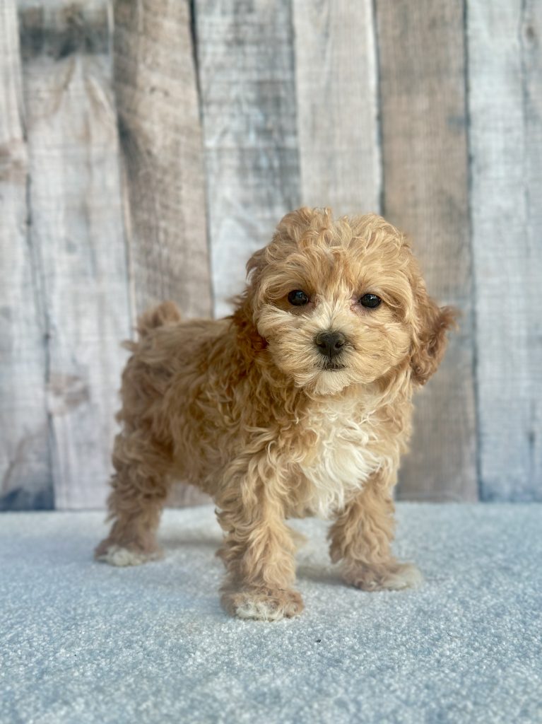 Girl Lucy – Maltipoo
