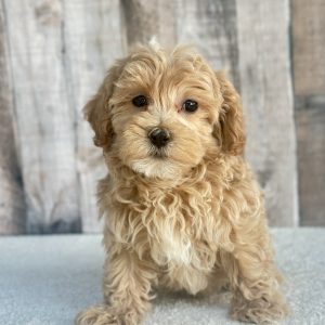 Boy Cooper - Maltipoo