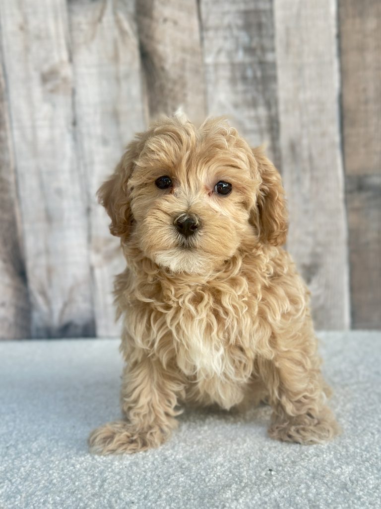 Boy Cooper – Maltipoo
