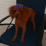 Bow
