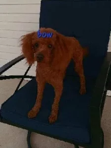 Bow