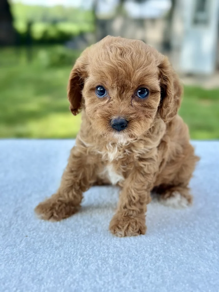 Girl Missy – Cavapoo