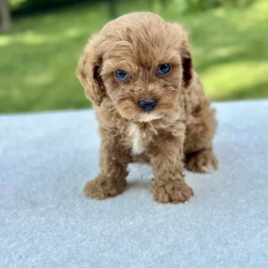 henry cavapoo puppy for sale 74421