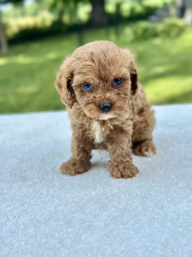 Boy Henry – Cavapoo