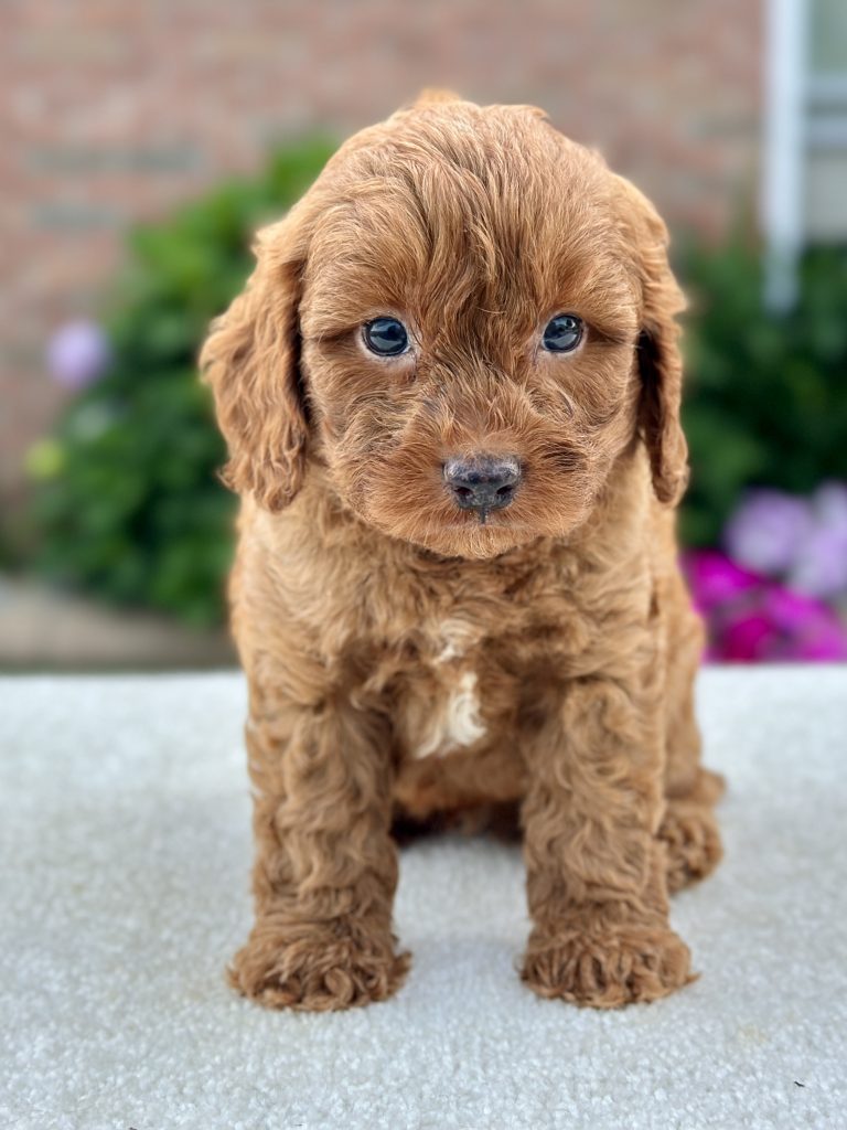 Boy Joey – Cavapoo
