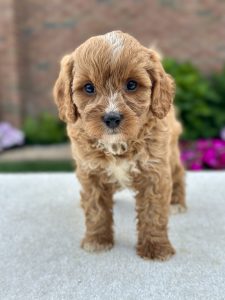 Boy Ross – Cavapoo