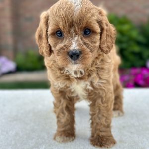 boy chandler sweet cavapoo puppy for sale 1048731