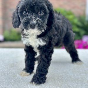 Girl Rachel - Cavapoo