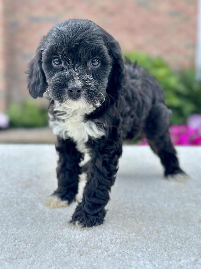 Girl Rachel – Cavapoo