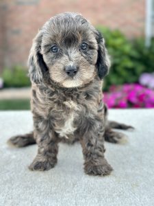 Girl Monica – Cavapoo