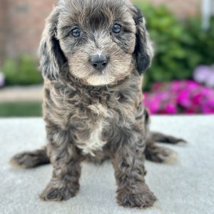 Girl Monica - Cavapoo