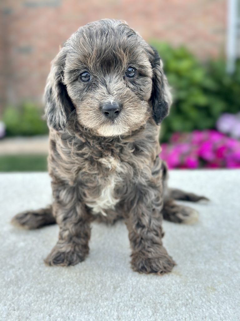 Girl Monica – Cavapoo