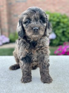 Girl Phoebe – Cavapoo