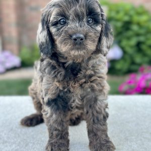 Girl Phoebe - Cavapoo