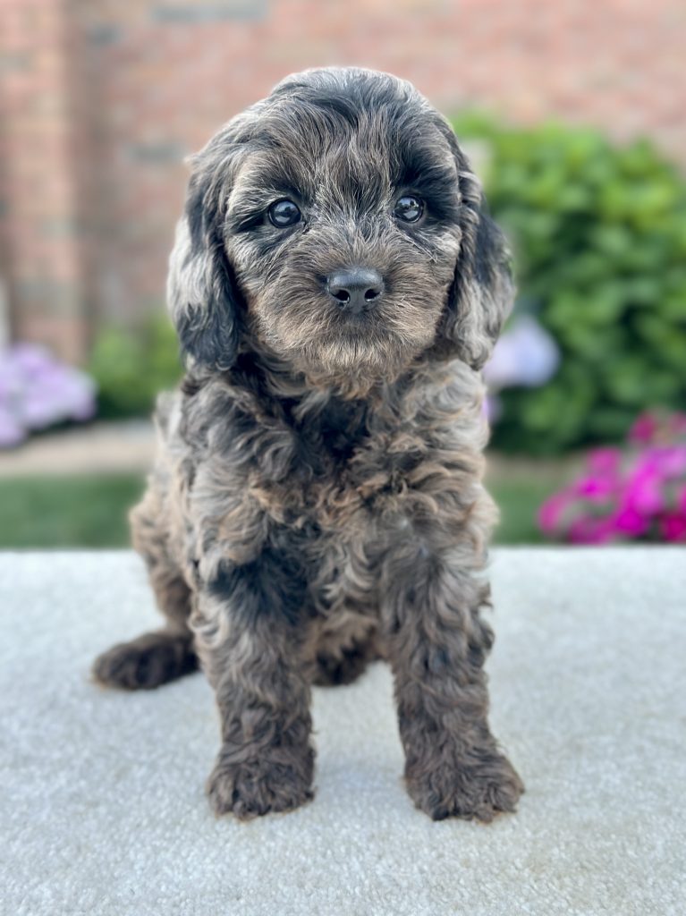 Girl Phoebe – Cavapoo