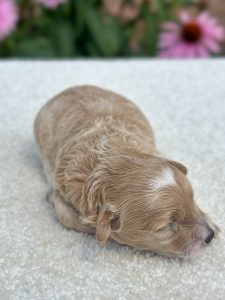 Girl Daisy – Maltipoo