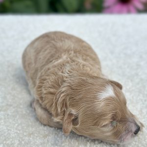 girl daisy maltipoo 71020262