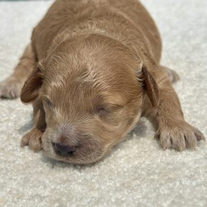 boy baxter maltipoo 71020261