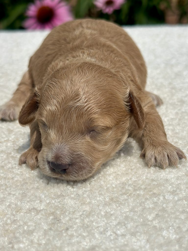 Boy Cooper – Maltipoo