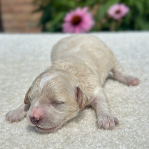 boy Cooper maltipoo 71020261