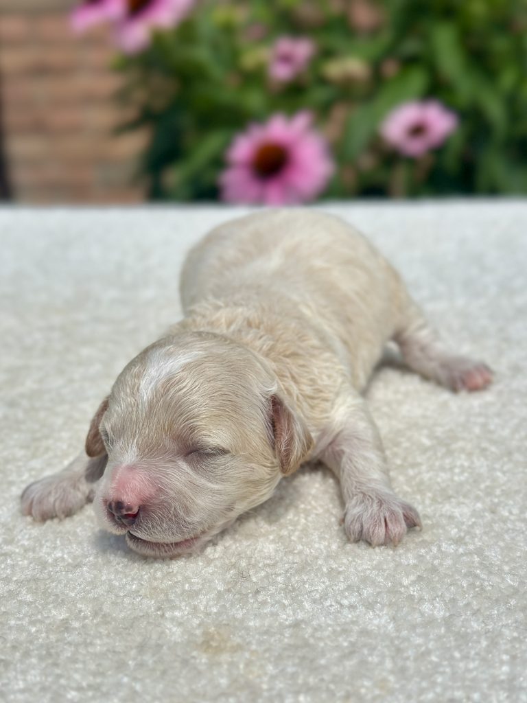 Boy Baxter – Maltipoo