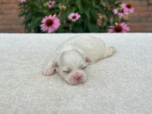 Girl Willow – Teddy Bear