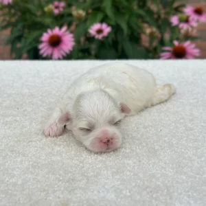 Girl Willow - Teddy Bear