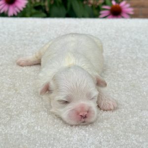 Boy Bramble - Teddy Bear