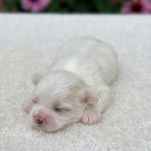 Boy Sunny - Teddy Bear