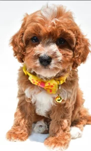 Boy Charlie – Cavapoo