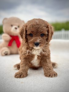 Boy Milo – Cavapoo