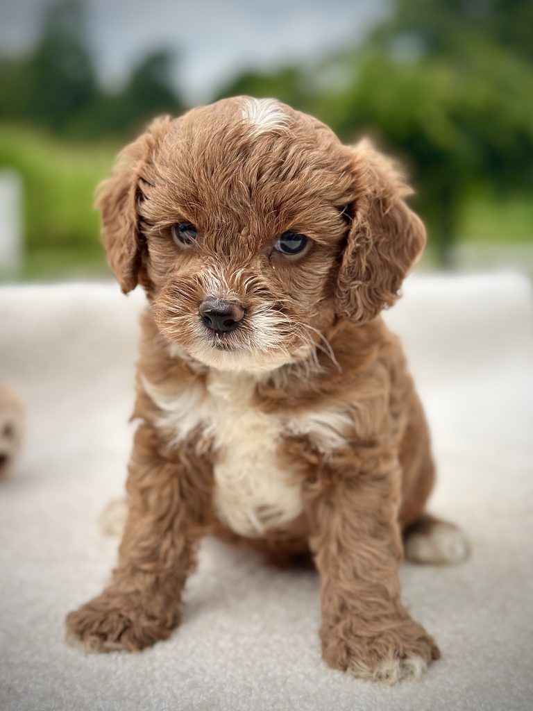 Boy Murphy – Cavapoo