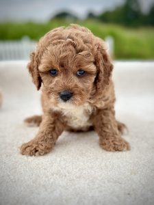 Girl Molly – Cavapoo