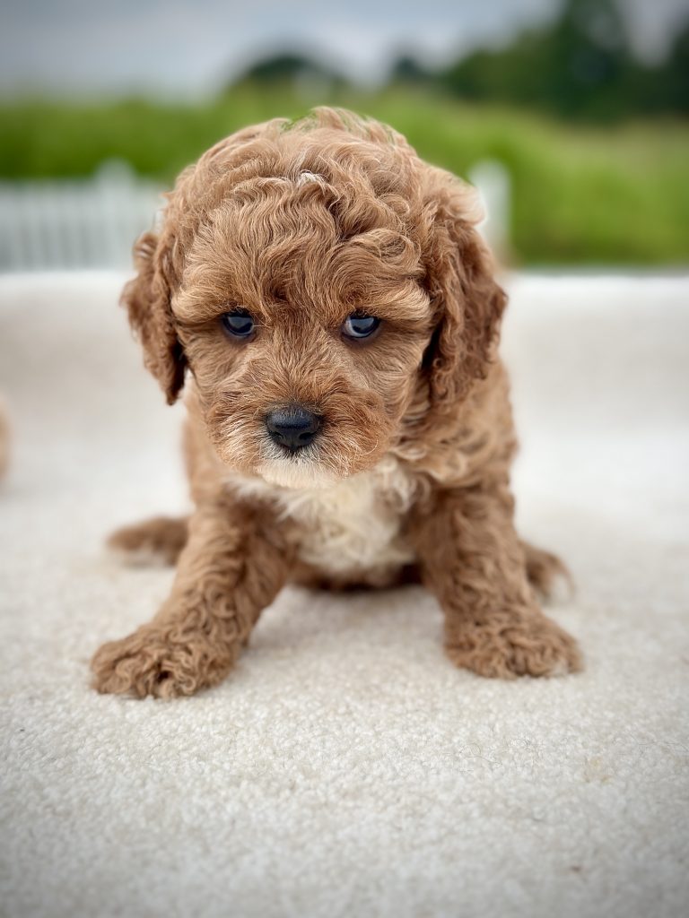 Girl Molly – Cavapoo